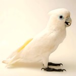 杜可波氏凤头鹦鹉-缩略图-9