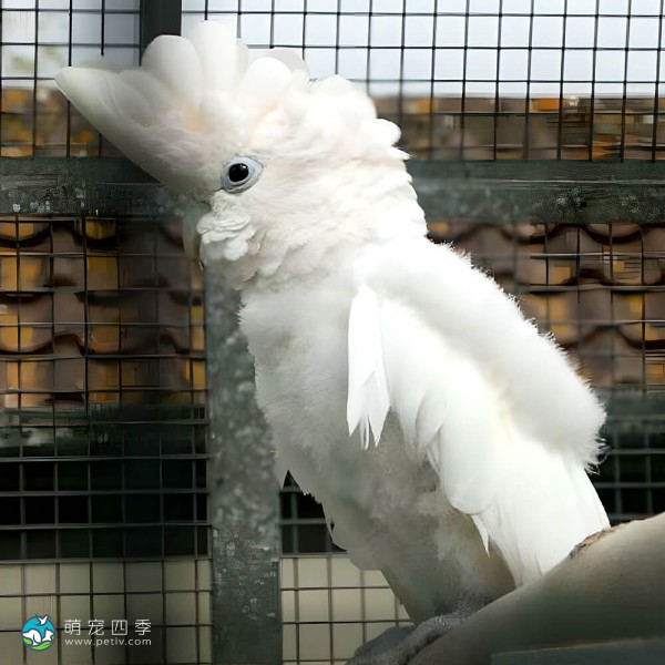 杜可波氏凤头鹦鹉-10