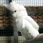 杜可波氏凤头鹦鹉-缩略图-10