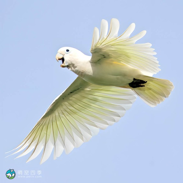 杜可波氏凤头鹦鹉-11