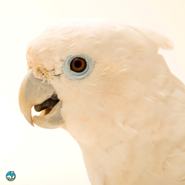 杜可波氏凤头鹦鹉-12