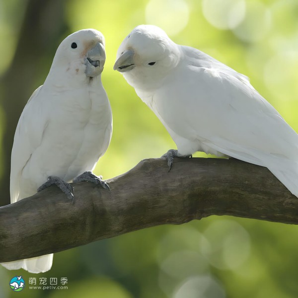 杜可波氏凤头鹦鹉-13