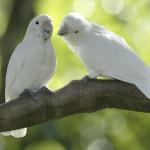 杜可波氏凤头鹦鹉-缩略图-13