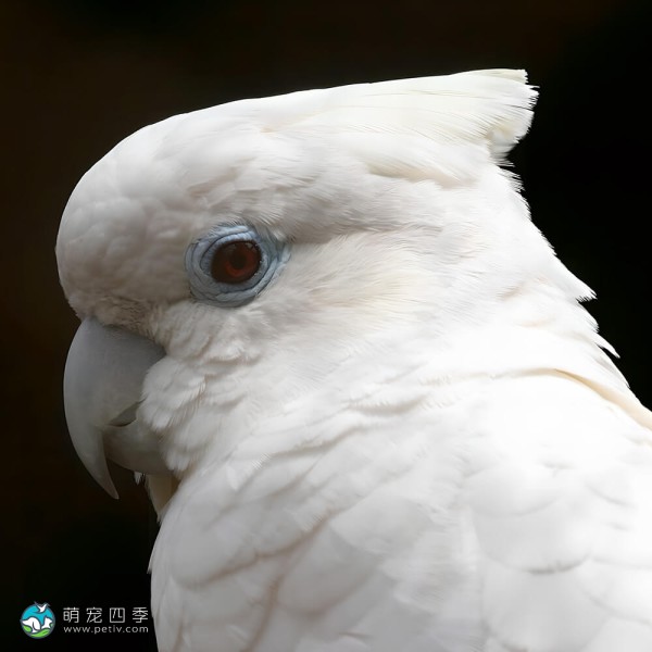 杜可波氏凤头鹦鹉-14