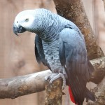 非洲灰鹦鹉-缩略图-1