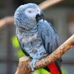 非洲灰鹦鹉-缩略图-2