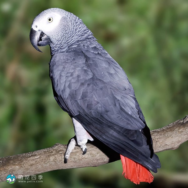 非洲灰鹦鹉-3