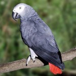非洲灰鹦鹉-缩略图-3