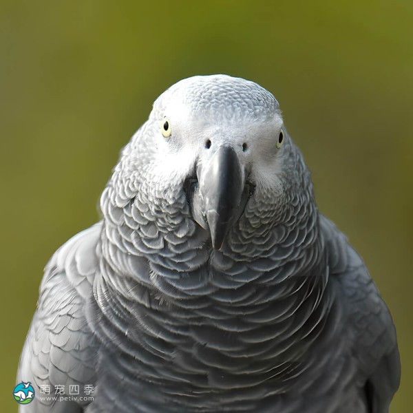 非洲灰鹦鹉-4
