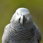 非洲灰鹦鹉-缩略图-4