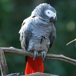 非洲灰鹦鹉-缩略图-6