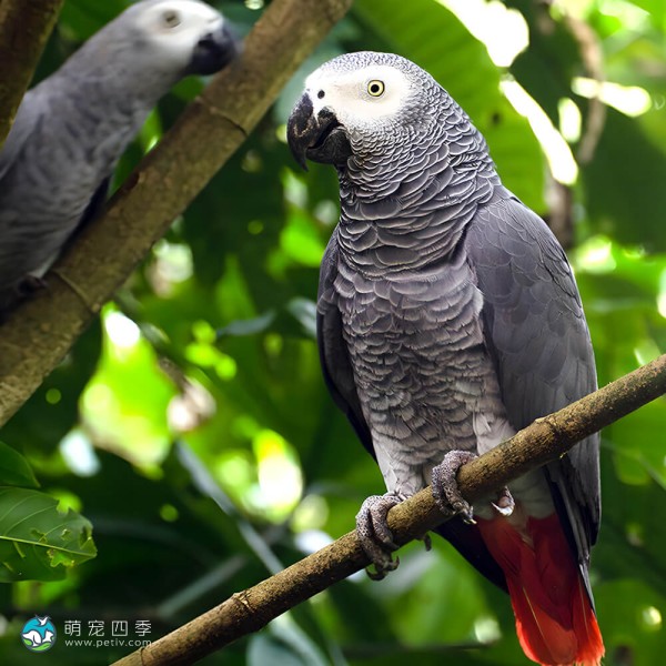 非洲灰鹦鹉-8