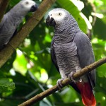 非洲灰鹦鹉-缩略图-8