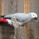 非洲灰鹦鹉-缩略图-9