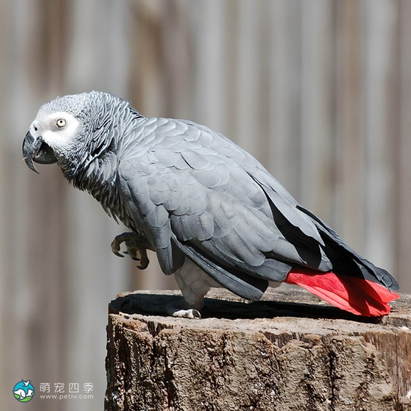 非洲灰鹦鹉-10
