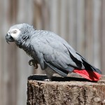 非洲灰鹦鹉-缩略图-10