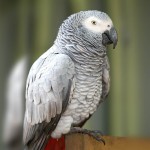 非洲灰鹦鹉-缩略图-11