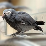 非洲灰鹦鹉-缩略图-12