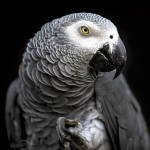 非洲灰鹦鹉-缩略图-13