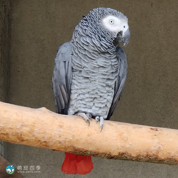 非洲灰鹦鹉-14