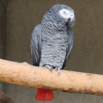 非洲灰鹦鹉-缩略图-14