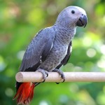 非洲灰鹦鹉-缩略图-15