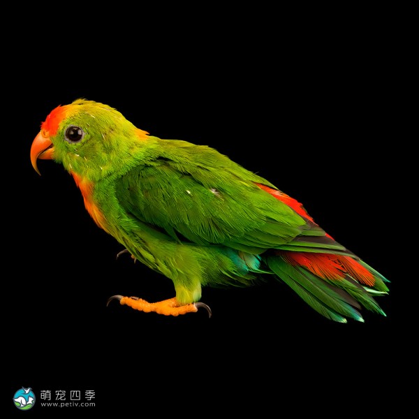 菲律宾悬吊鹦鹉-1