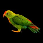 菲律宾悬吊鹦鹉-缩略图-1