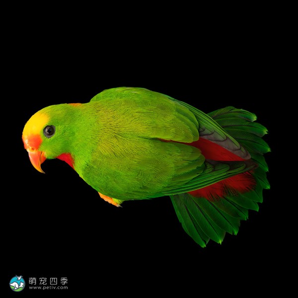 菲律宾悬吊鹦鹉-2