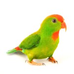 菲律宾悬吊鹦鹉-缩略图-3