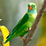 菲律宾悬吊鹦鹉-缩略图-4