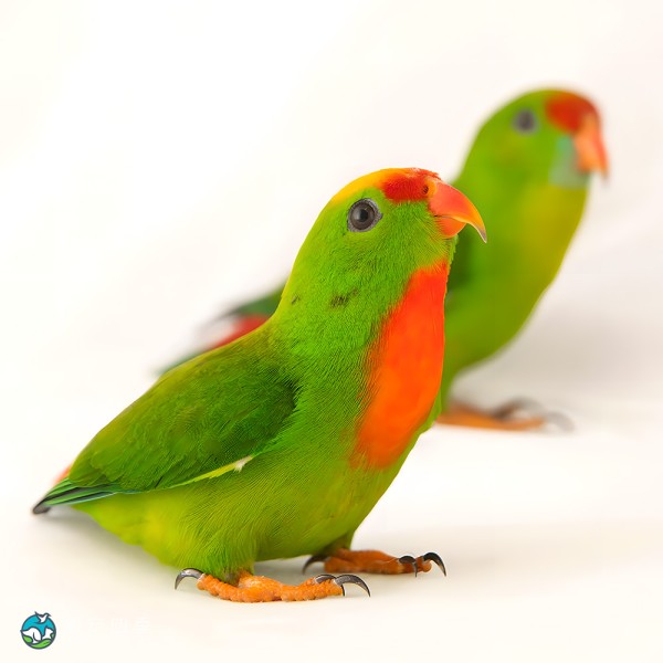 菲律宾悬吊鹦鹉-5