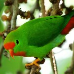 菲律宾悬吊鹦鹉-缩略图-6