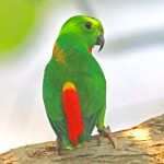 菲律宾悬吊鹦鹉-缩略图-7