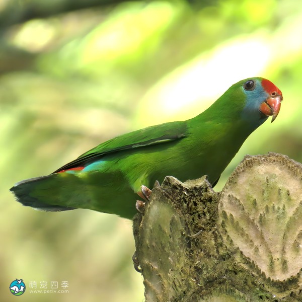 菲律宾悬吊鹦鹉-8