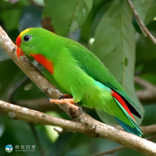 菲律宾悬吊鹦鹉-9
