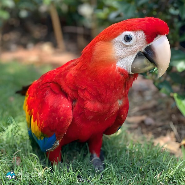 五彩金刚鹦鹉-2