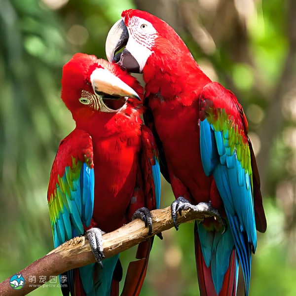 五彩金刚鹦鹉-3