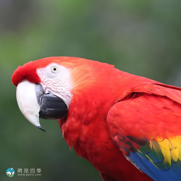 五彩金刚鹦鹉-4