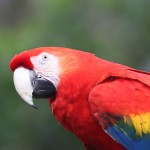 五彩金刚鹦鹉-缩略图-4