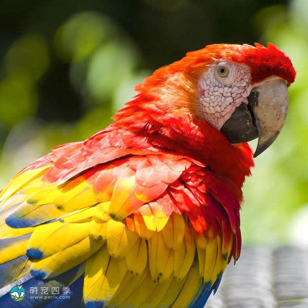 五彩金刚鹦鹉-5