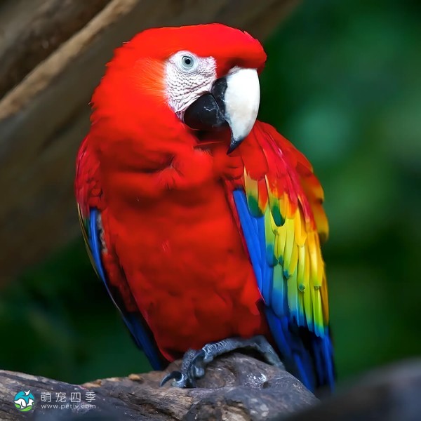 五彩金刚鹦鹉-6