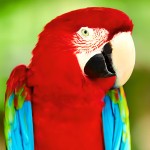 五彩金刚鹦鹉-缩略图-7