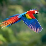 五彩金刚鹦鹉-缩略图-8