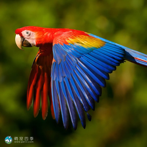 五彩金刚鹦鹉-9