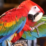 五彩金刚鹦鹉-缩略图-10