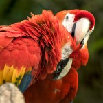 五彩金刚鹦鹉-缩略图-11