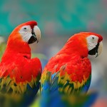 五彩金刚鹦鹉-缩略图-12