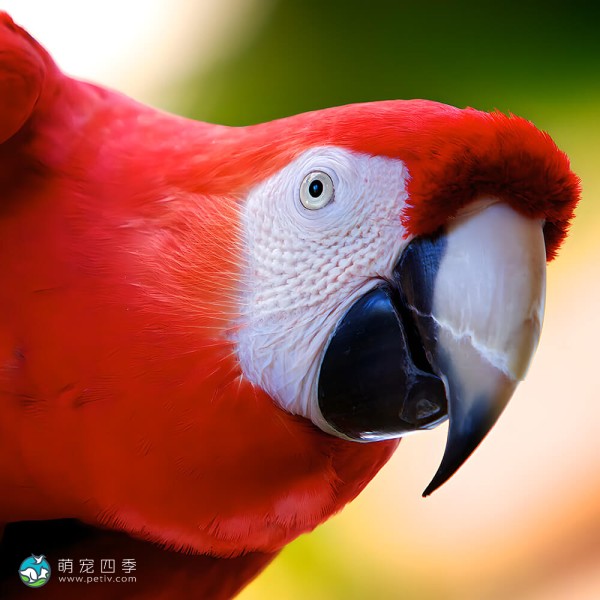 五彩金刚鹦鹉-13