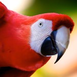 五彩金刚鹦鹉-缩略图-13